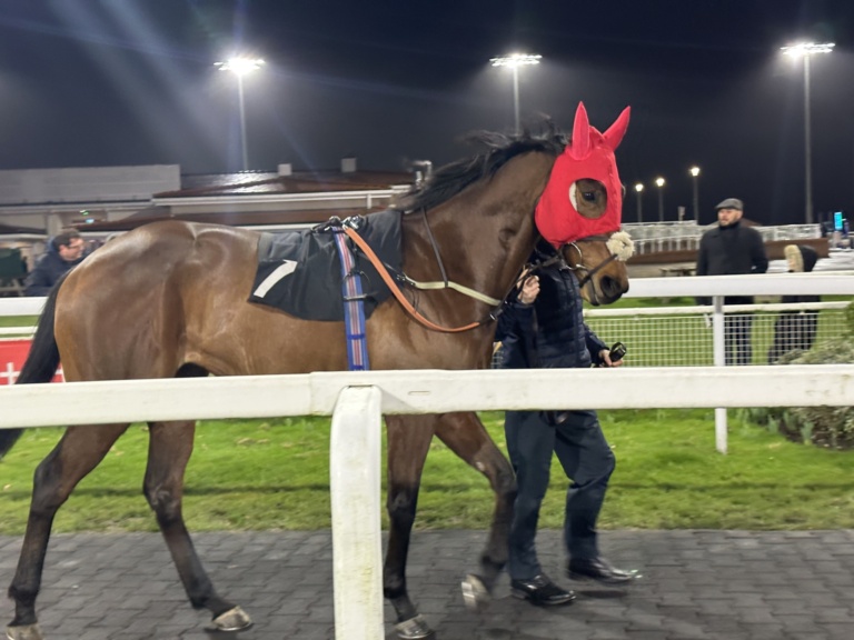 RC Syndicate Horse Letmelivemylife walking around the parade ring