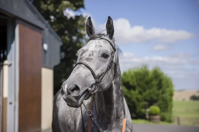 RC Syndicate Horse Farceur Du Large close up