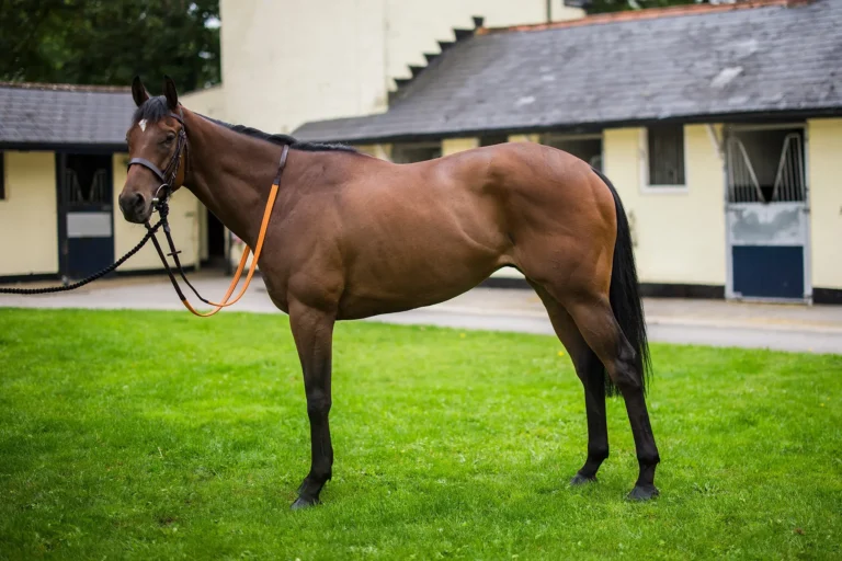 RC Syndicate Horse Letmelivemylife at Newlands Stables