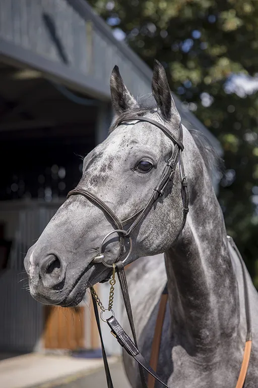 RC Syndicate Horse Farceur Du Large close up