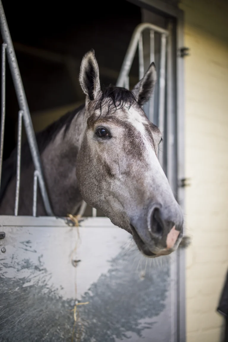 RC Syndicate Horse Greycee Bell in her stable