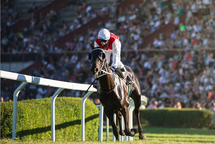 A jockey in blue and white racing colors riding a bay horse mid-jump over a lush, green hedge on a racecourse, with trees and a clear sky in the background.