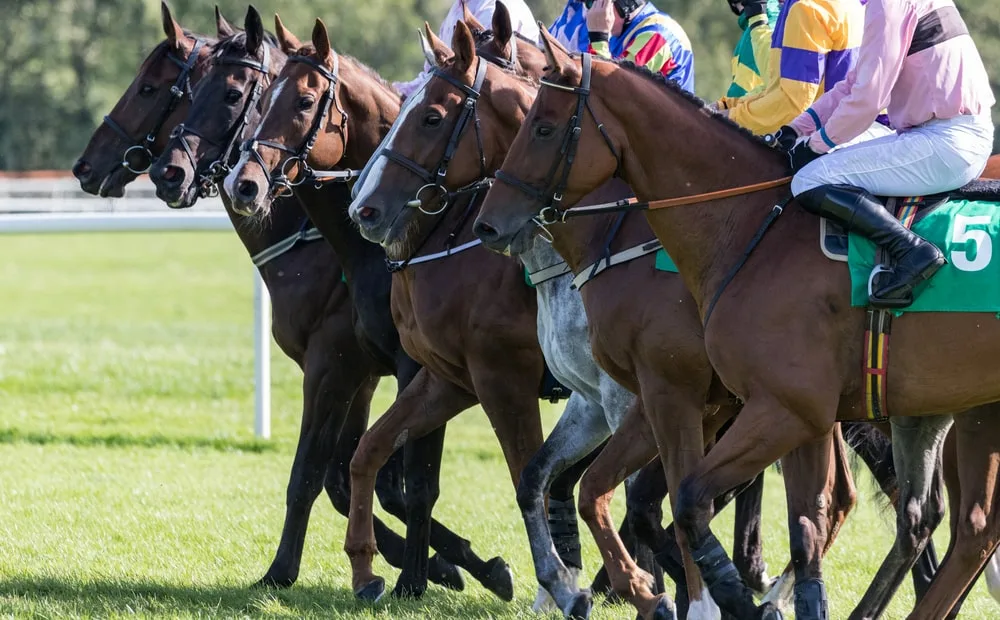 Illustration of a dynamic horse race with jockeys in colorful outfits riding various breeds of horses on a racetrack, with one horse in the foreground.