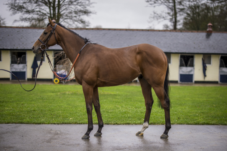 RC Syndicate Horse Dunstan at Newlands Stables